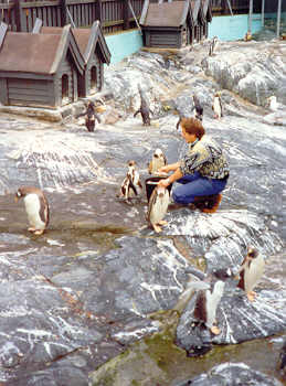 Pinguine im Aquarium von Bergen