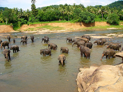Elefantenbad im Maha Oya