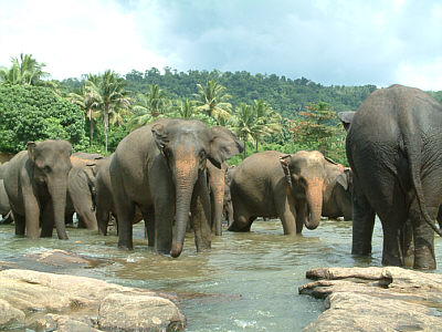 Elefantenbad im Maha Oya