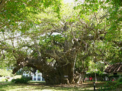 Der große, ber 500 Jahre alte Baobab-Baum
