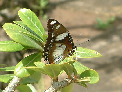Dieser wunderschne Schmetterling ist ein Mnnchen der Art Hypolimnas misippus (Linnaeus) (Diadem)