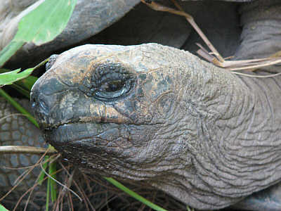 Portrait einer Aldabra-Riesenschildkrte