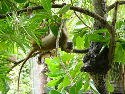 Ein junger Pavian, kopfber in einem Baum hngend (Diani Beach, Mombasa)