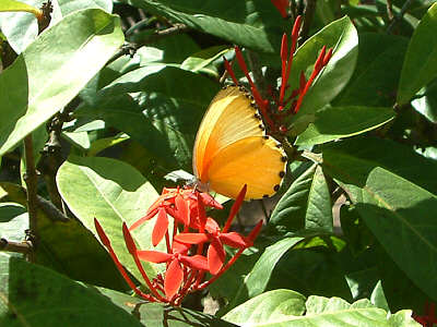 Ein Schmetterling der Art Mylothris agathina (Eastern Dotted Border)