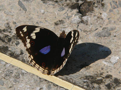 Ein Schmetterling der Art Precis oenone (Linnaeus)(Blue Pansey)