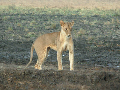 Eine junge Lwin im Tsavo East Nationalpark
