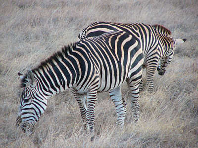grasende Zebras im Tsavo East Nationalpark