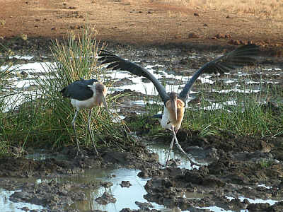 Marabus auf Beutesuche - der rechte Vogel hatte gerade einen Frosch gefangen (Tsavo East Nationalpark)