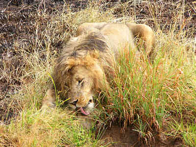 Ein mnnlicher Lwe, wohl gerade erst aus seiner Siesta erwacht (Masai Mara National Reserve)
