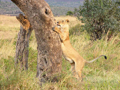 Eine Lwin im Masai Mara National Reserve