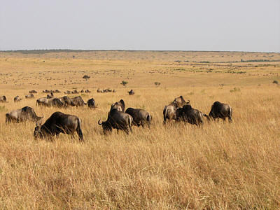 Grasende Gnus im Masai Mara National Reserve - all die dunklen Punkte in der Ferne waren Gnus!
