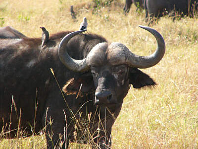 Ein Bffel, auf dessen Rcken zwei Madenhacker (Masai Mara National Reserve)