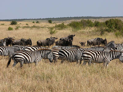 Steppenzebras und Weißbartgnus im Masai Mara National Reserve