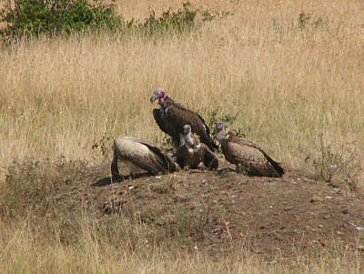 Vorne links ein Weißrckengeier, daneben zwei Sperbergeier und dahinter ein Ohrengeier (Masai Mara National Reserve)