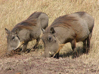 Zwei Warzenschweine im Masai Mara National Reserve