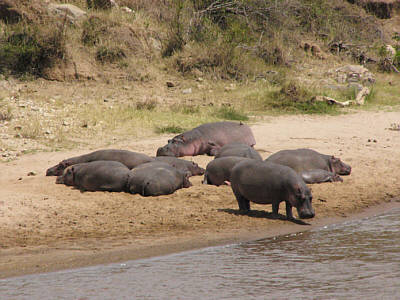 Sonnenbad der Flusspferde auf einem kleinen Sandstrand am Mara River (Masai Mara National Reserve)
