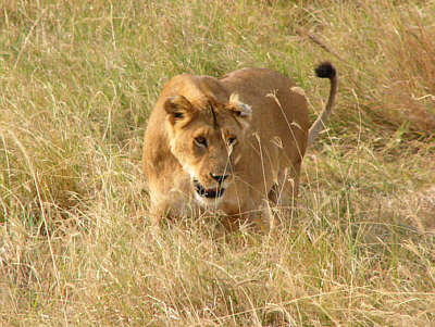 Eine Lwin auf Beutesuche (Masai Mara National Reserve)