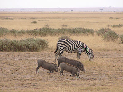 Zebra und Warzenschweine im Amboseli Nationalpark