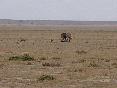 Ein mnnlicher Lwe verspeiste ein gerissenes Gnu - und zwei Schabrackenschakale stibitzten sich hier und da einen Brocken (Amboseli Nationalpark)