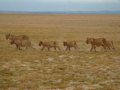 Lwinnen und Jungtiere (Amboseli Nationalpark)