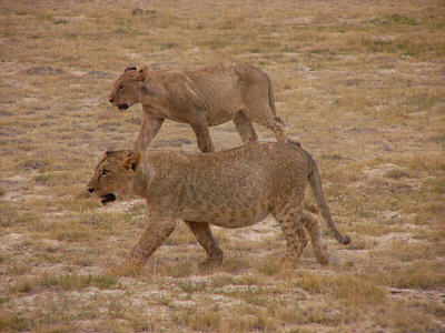 Zwei junge Lwen (Amboseli Nationalpark)
