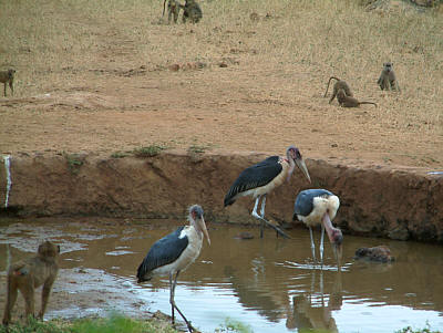 Marabus und Paviane am Wasserloch der Ngulia Safari Lodge im Tsavo West Nationalpark