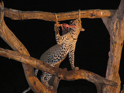 Leopard an der Ngulia Safari Lodge im Tsavo West Nationalpark