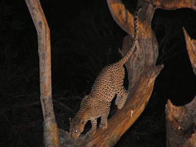 Leopard an der Ngulia Safari Lodge im Tsavo West Nationalpark