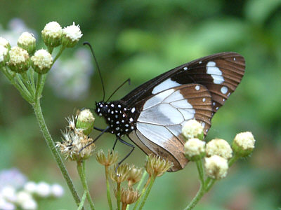 Ein Schmetterling der Art Amauris ochlea (Boisduval) (Novice) im Shimba Hills National Reserve