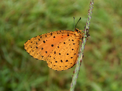 Ein Schmetterling der Art Acraea acrita im Shimba Hills National Reserve