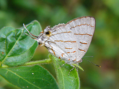 Schmetterling im Shimba Hills National Reserve