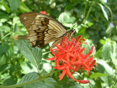 Ein Schmetterling der Art Papilio dardanus (Mnnchen) im Shimba Hills National Reserve
