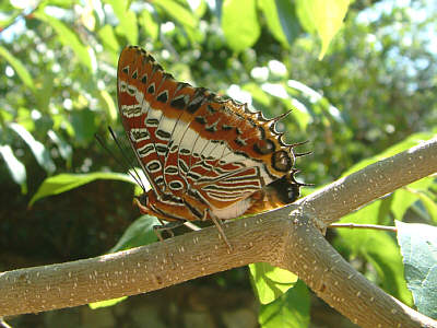 Ein Schmetterling der Art Charaxes brutus, Diani Beach, Mombasa