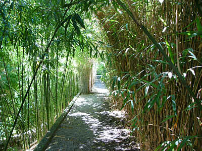 Gang durch einen Bambushain im Alten Botanischen Garten