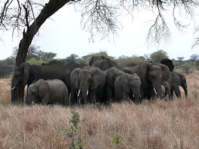 Im Schatten eines Baumes ruhende Elefantenherde, Tarangire NP
