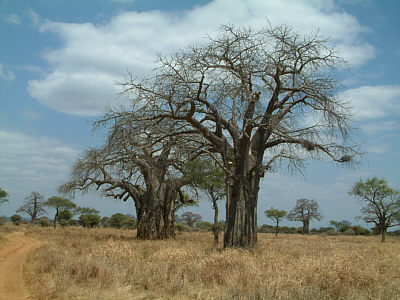 Landschaft mit Baobabs im Tarangire Nationalpark