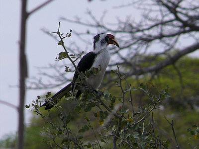 Nashornvogel im Tarangire Nationalpark