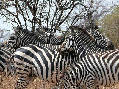 Zebras im Tarangire Nationalpark