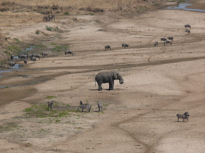 Elefant, Gnus und Zebras am Tarangire River, Tarangire Nationalpark