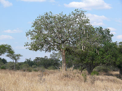 Leberwurstbaum im Tarangire Nationalpark