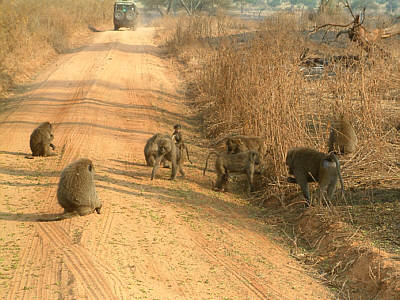 Steppenpaviane im Tarangire Nationalpark