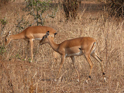 Weibliche Impalas im Tarangire Nationalpark
