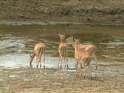 Impalaweibchen am Tarangire River, Tarangire Nationalpark