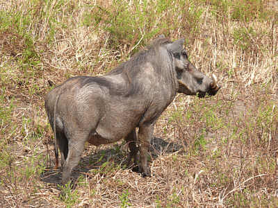 Warzenschwein im Tarangire Nationalpark