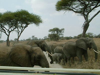 Elefantenfamilie im Tarangire Nationalpark