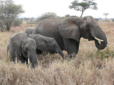 Elefantenfamilie im Tarangire Nationalpark