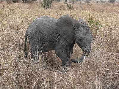 Elefantenbaby im Tarangire Nationalpark