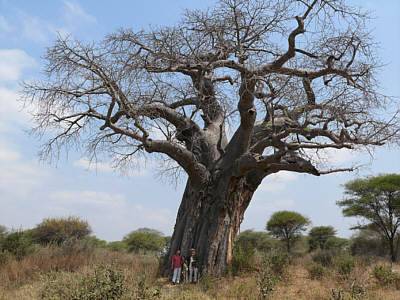 Baobab im Tarangire Nationalpark