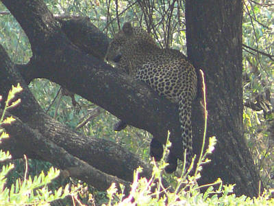 Leopard im Lake Manyara Nationalpark