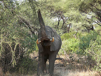 Elefant im Lake Manyara Nationalpark